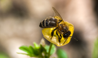 Pollination