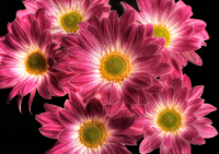 Backlit-bunch