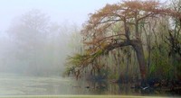 Foggy-swamp