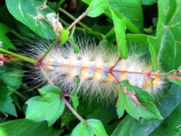 Some-kind-of-caterpillar