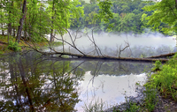 Fallen-tree-2