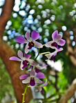 The-flower
