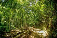 Magical-forest