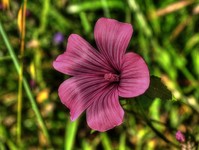 Violet