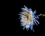 Blue-and-white