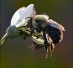 Carpenter-bee-in-backlight