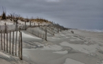 Dune Fences