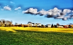 Yellow-grass