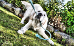 Tug-o-war