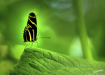 Butterfly-garden