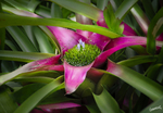 Water-flower