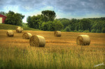 Bales