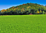 Peeking-red-barn