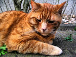 Pseudo-hdr-cat-looking-weird