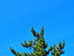 Boston-tree