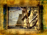Bird-on-the-window-