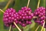 Beauty-berry