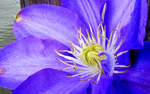 Purple-flower