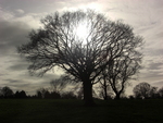 Sun-through-tree