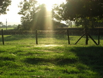 Codwebs-in-the-sun