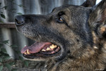 German-shepard-