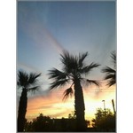 Palm-trees