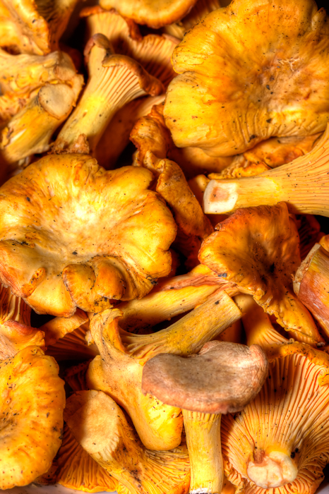 Kit De Culture De Champignons Cantharellus Cibarius (Girolle) – Mycélium Biologique, Pour Jardin