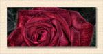 Mauve-rose