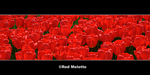 Red-tulips