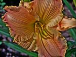 Dream-lily