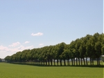 Alley-of-trees