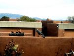 Hawk-on-wall