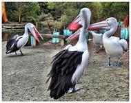 Healesville_sanctuary_12_f