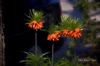 Qrange_flowers_2