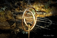 Copper_butterfly