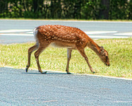 Deer_on_the_road_hdr