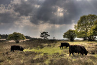 Netherlands_heather
