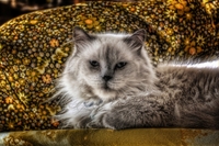 Relax