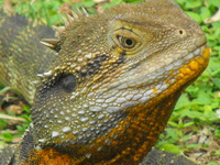 Water_dragons_031
