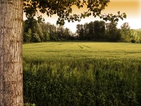 Campo_di_grano_2