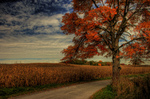 Cornfield-curve