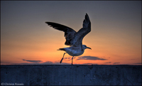 Seagull