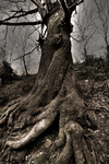 Tree2