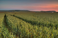 Field_of_dreams_jpeg