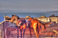 Cavalli_hdr
