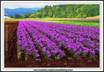 Phlox-crop-rows-of-washington-state
