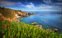 Lizard_point