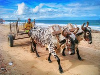Incontro_a_maracaipe