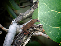 Lagartija