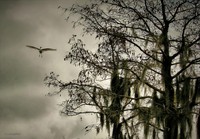 Searching_hdr